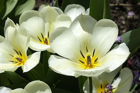 shallow focus photography of white petaled flowers thumbnail