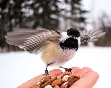 shallow focus photography of white and black bird on person's hand thumbnail