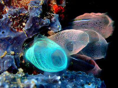 Sea Squirt, Reef, Coral, Ocean, Sea, ocean, sea thumbnail