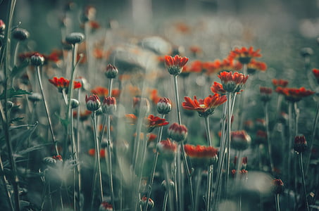 red daisies in bloom at daytime thumbnail
