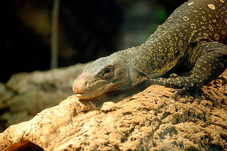 zoo, lizard, reptile, iguana thumbnail