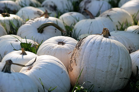 white pumpkins thumbnail