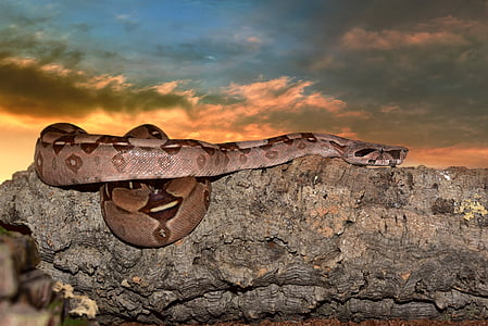 brown ball python on brown stone thumbnail