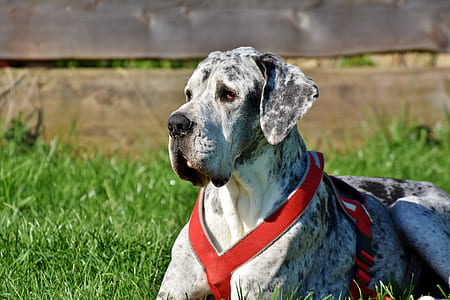 dog lying on grass thumbnail