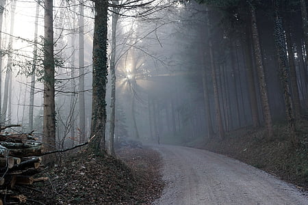 gray pathway in woods thumbnail