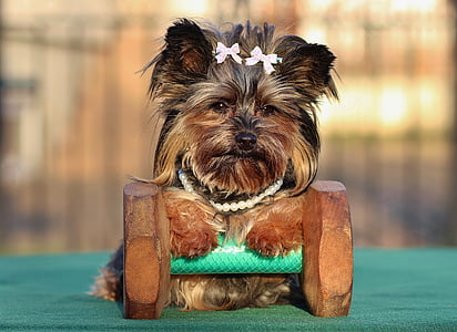 black and tan Yorkshire terrier on dumbbell thumbnail