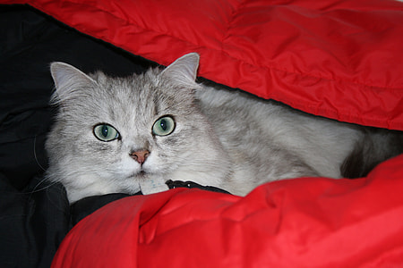 Persian Cat, Chinchilla Cat thumbnail