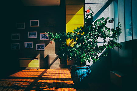 potted red petaled flowers near stair inside house thumbnail