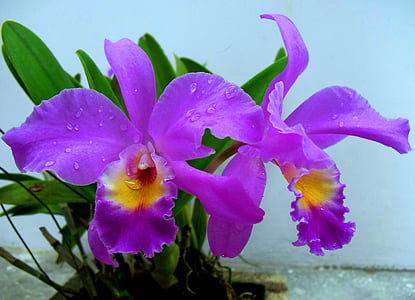 purple cattleya orchid flowers in closeup photo thumbnail