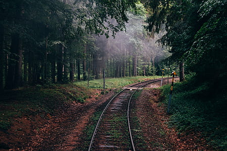 railway between trees on forest thumbnail