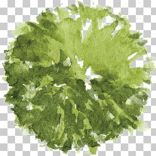 Tree Architectural plan Landscape architecture, Tree Plan , round green PNG clipart