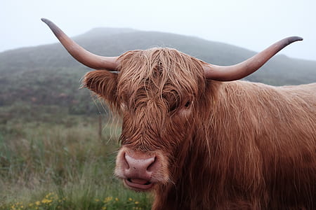 close-up photography of brown animal thumbnail