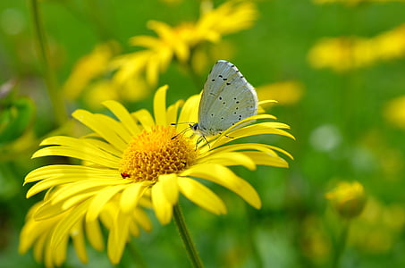 gray butterfly on Gerbera flower thumbnail