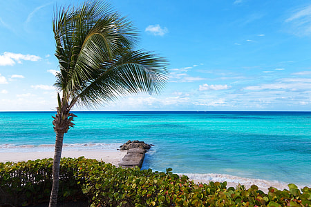 green coconut tree over blue body of water during daytime thumbnail