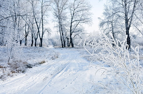 snow covered road and trees thumbnail