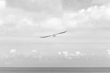 bird flying across sea at daytime thumbnail