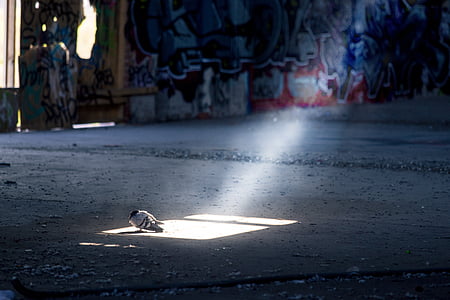 white and black bird on ground at daytime thumbnail