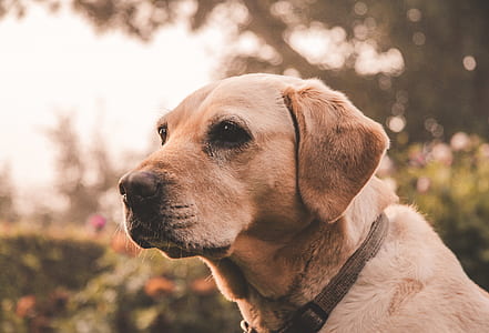 adult yellow Labrador retriever thumbnail