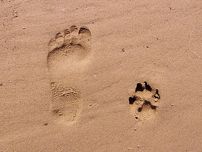 paw and foot on the sand thumbnail