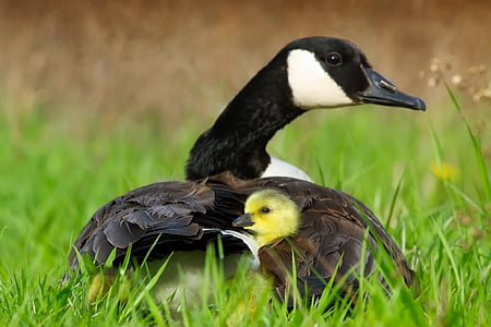 black and brown duck with duckling on green grass thumbnail