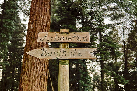 brown wooden Arboretum Burgholz signage beside tree thumbnail