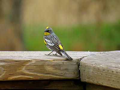 gray and yellow bird thumbnail