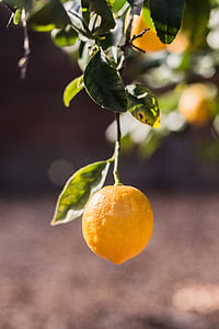 yellow lemon thumbnail