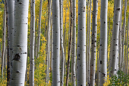 photo of white and black forest thumbnail