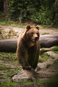 selective focus photo of brown bear on stone thumbnail