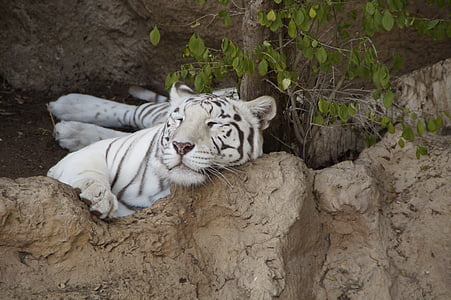 albino tiger sleeping on brown rock thumbnail
