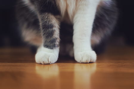 white and black fur cat sitting on brown wooden floor thumbnail