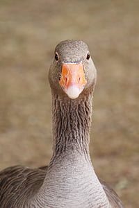 shallow focus photography of gray duck thumbnail