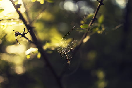 shallow focus photography of cobweb on branch of tree thumbnail