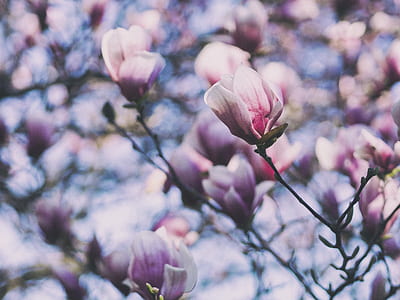 shallow focus of purple flowers thumbnail