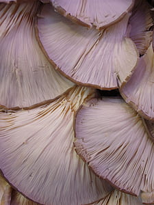 close-up of mushroom thumbnail