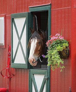brown and white horse inside barn thumbnail
