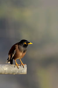 Black and Brown Bird thumbnail