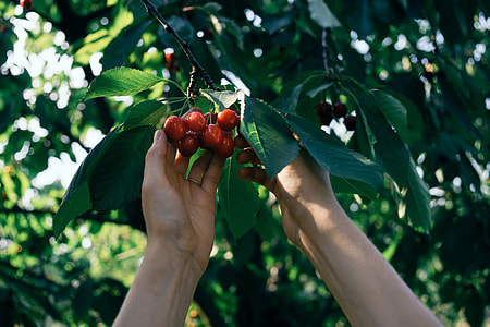 Cherry picking thumbnail