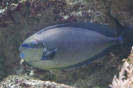 saltwater tang fish thumbnail