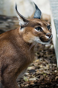 selective focus photography of brown lynx thumbnail