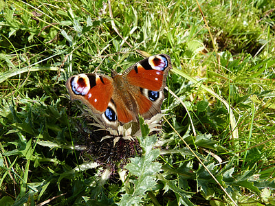peacock butterfly on green grass thumbnail