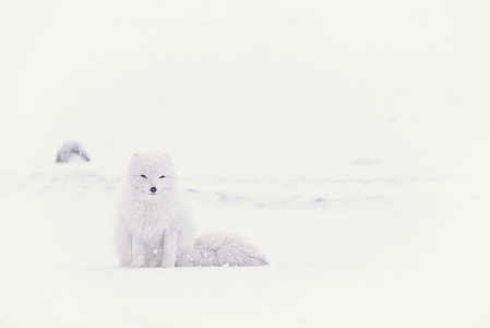white wolf in middle of snow field thumbnail