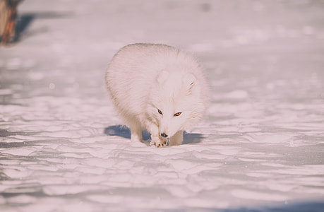 arctic fox during daytime thumbnail