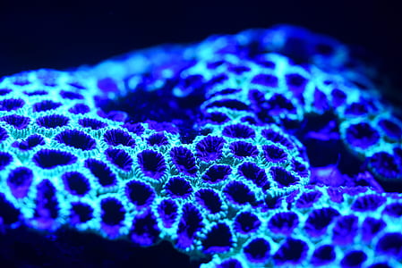 blue LED light thumbnail