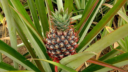 pineapple fruit thumbnail