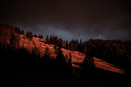 green pine trees under cloudy sky thumbnail