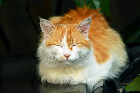 selective focus photography of orange tabby cat thumbnail