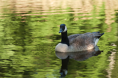 black and gray goose on body of water thumbnail
