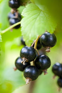 round black fruits thumbnail