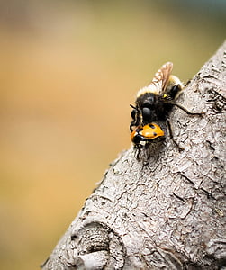 yellow and black ladybird thumbnail
